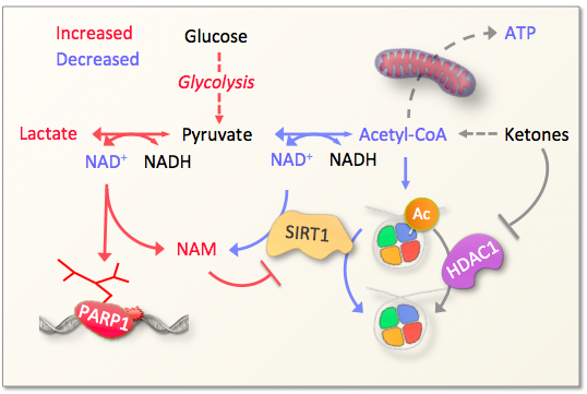 Metabolism